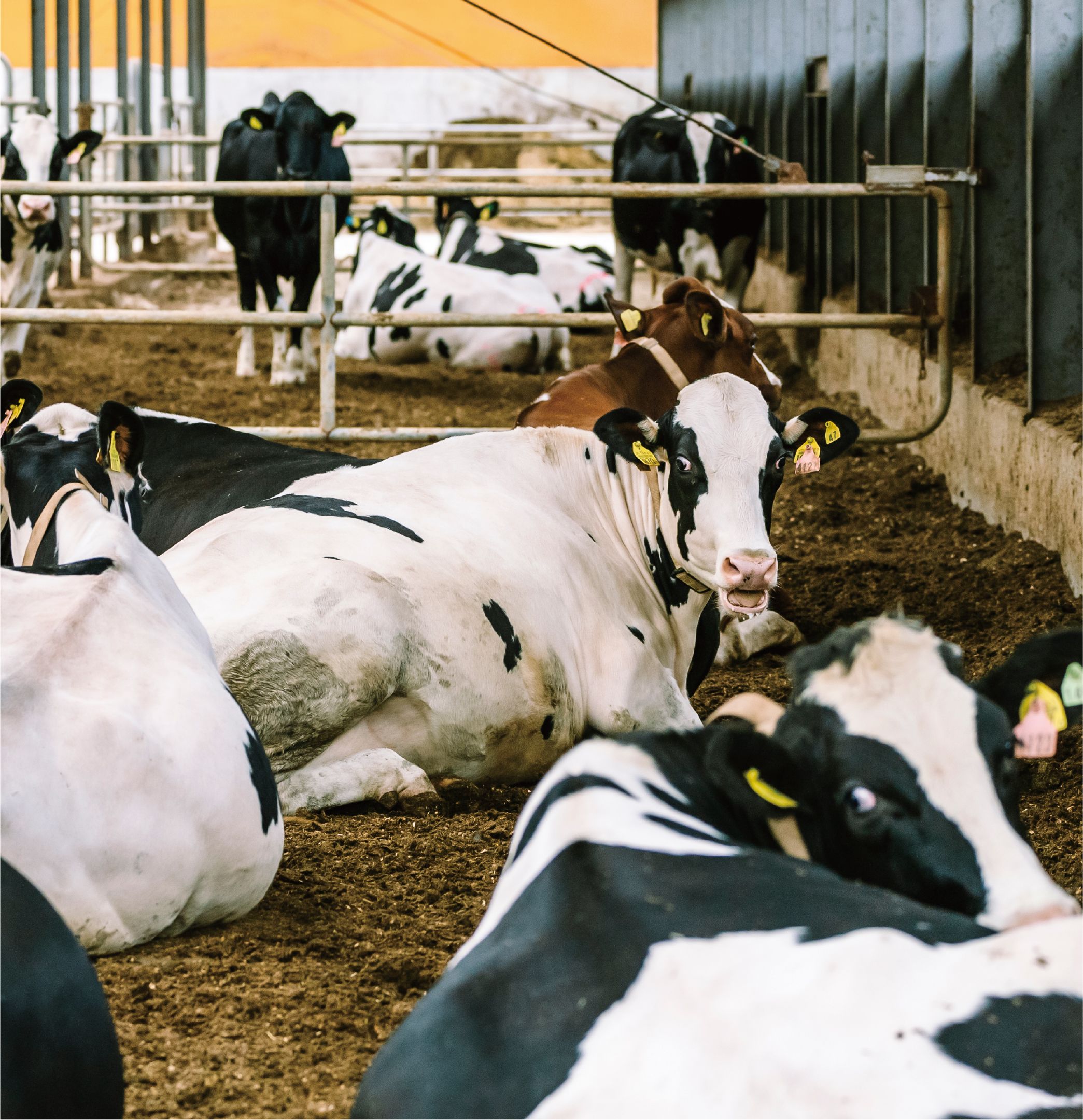 哺育・育成者の画像