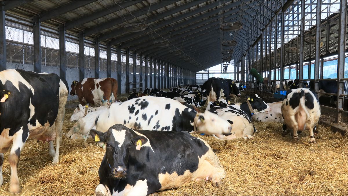 乾乳舎・分娩舎の画像