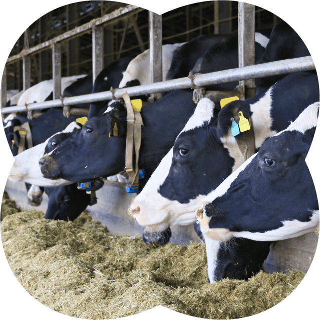 酪農事業の参考画像