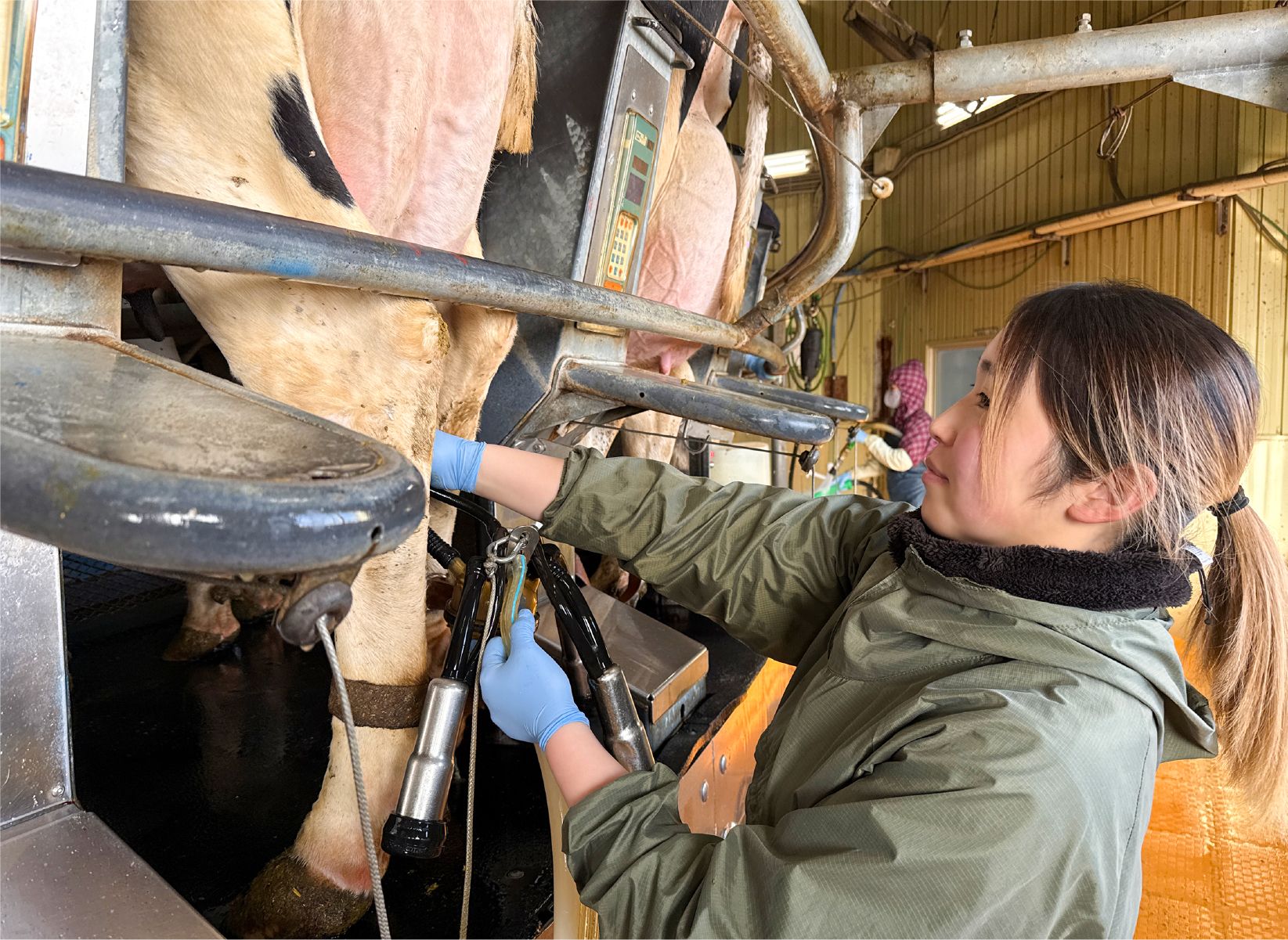 ロータリーパーラーにて搾乳業務