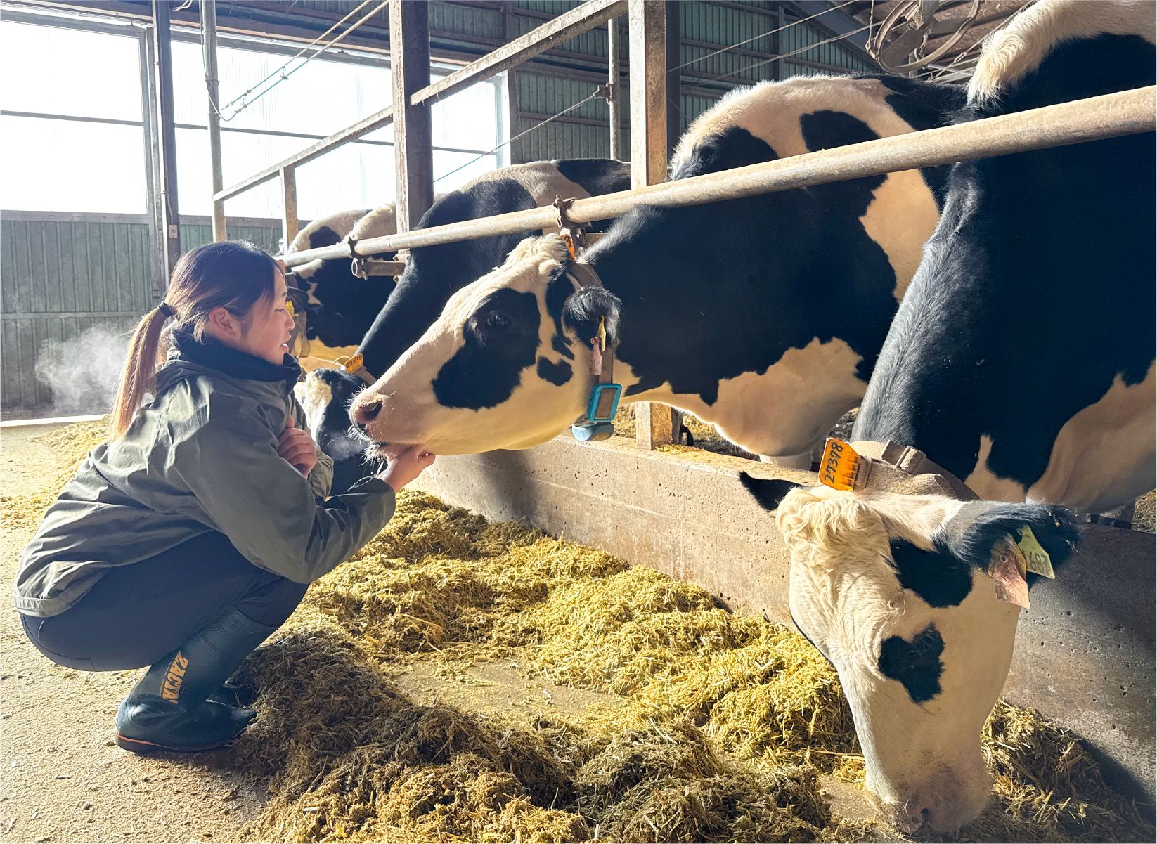 牛をなでている浅沼課長代理