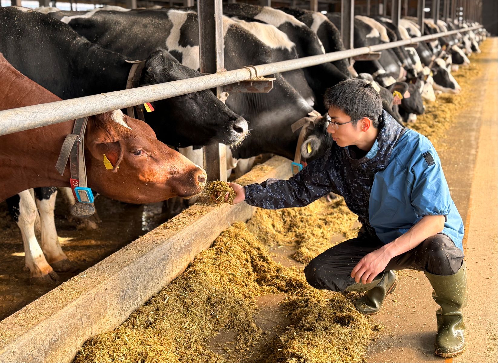 ロボット牛舎内